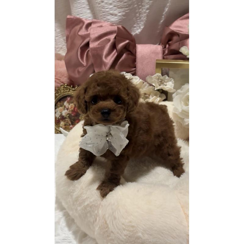 販売中の大阪府のティーカッププードル-433924の2枚目