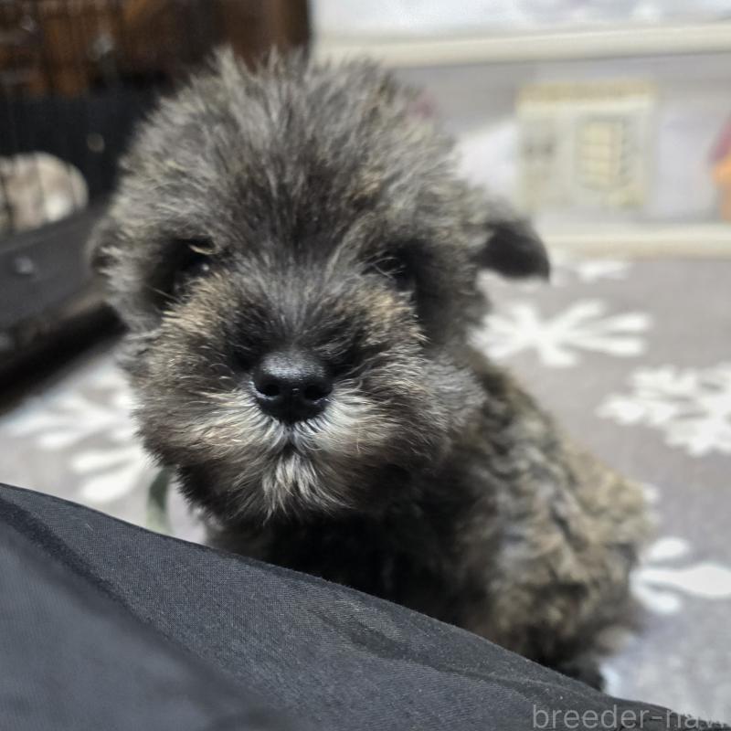 成約済の岡山県のミニチュアシュナウザー-427371の1枚目