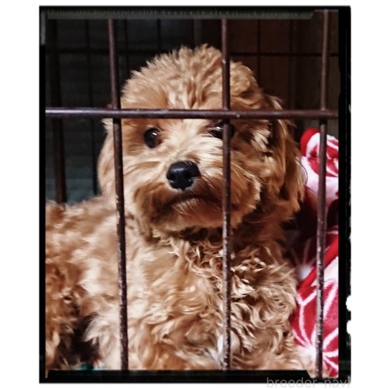 販売中の栃木県のマルプー:マルチーズ×トイプードル-389880