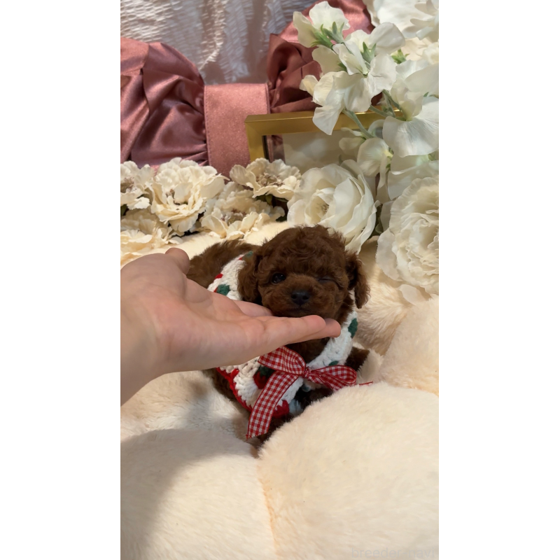 販売中の大阪府のティーカッププードル-433916の5枚目