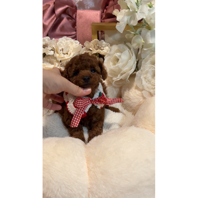 販売中の大阪府のティーカッププードル-433916の4枚目