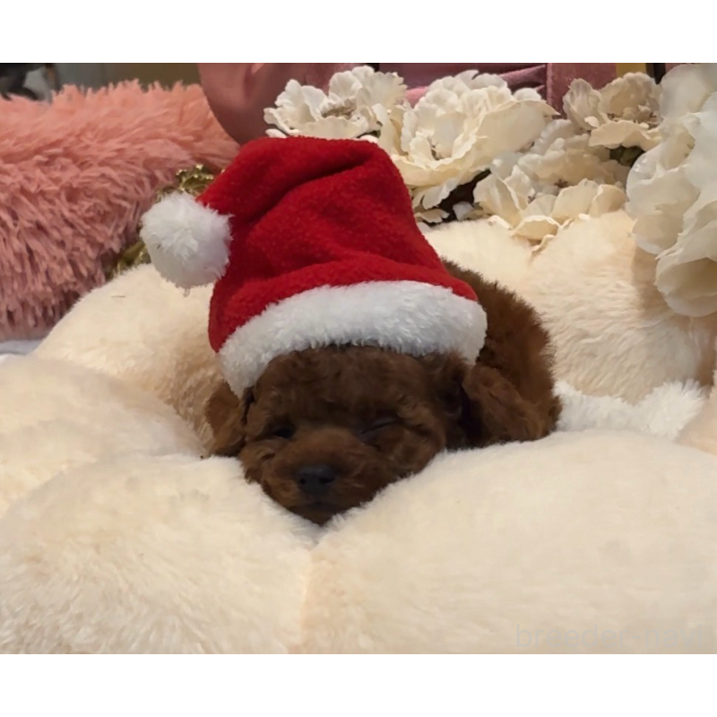 販売中の大阪府のティーカッププードル-433916の3枚目