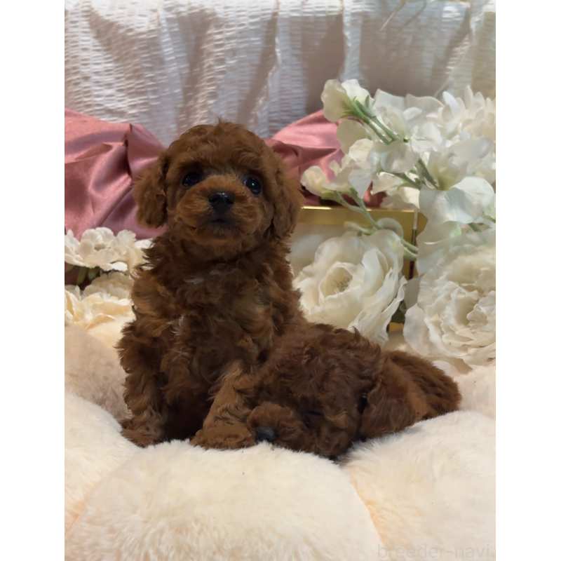 販売中の大阪府のティーカッププードル-433916の2枚目