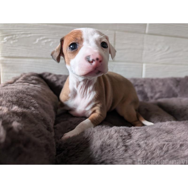 販売中の愛媛県のイタリアングレーハウンド(イタグレ)-435554の8枚目