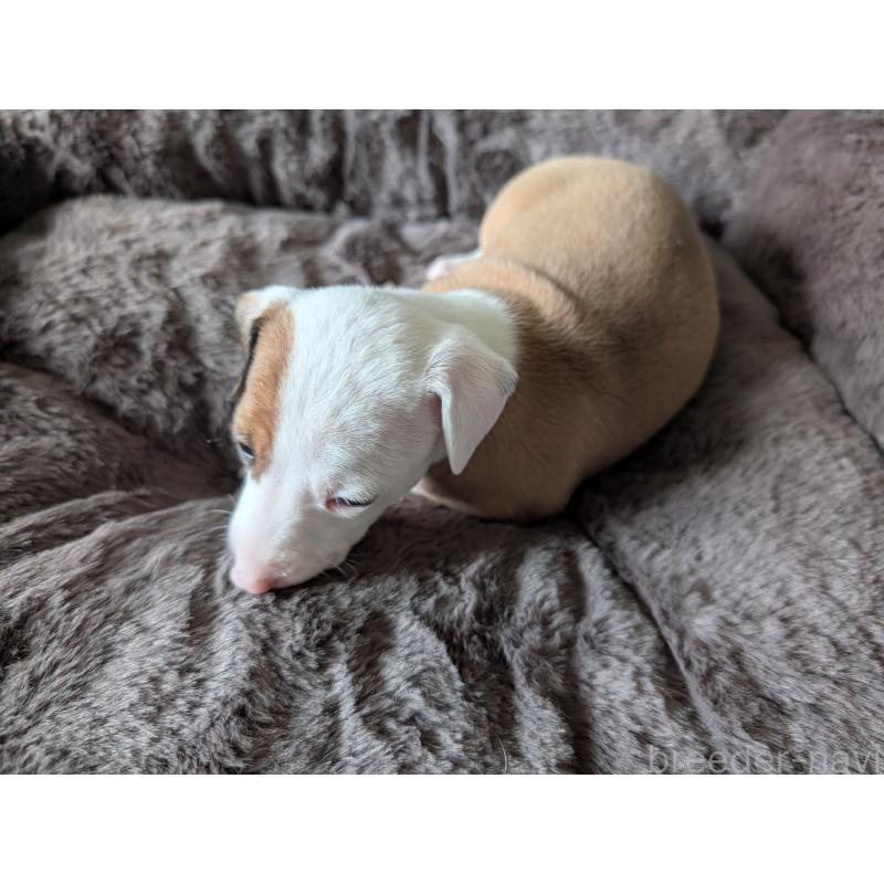 販売中の愛媛県のイタリアングレーハウンド(イタグレ)-435554の6枚目