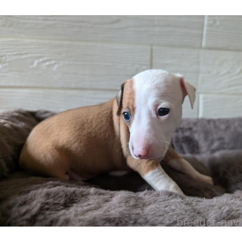 販売中の愛媛県のイタリアングレーハウンド(イタグレ)-435554の4枚目