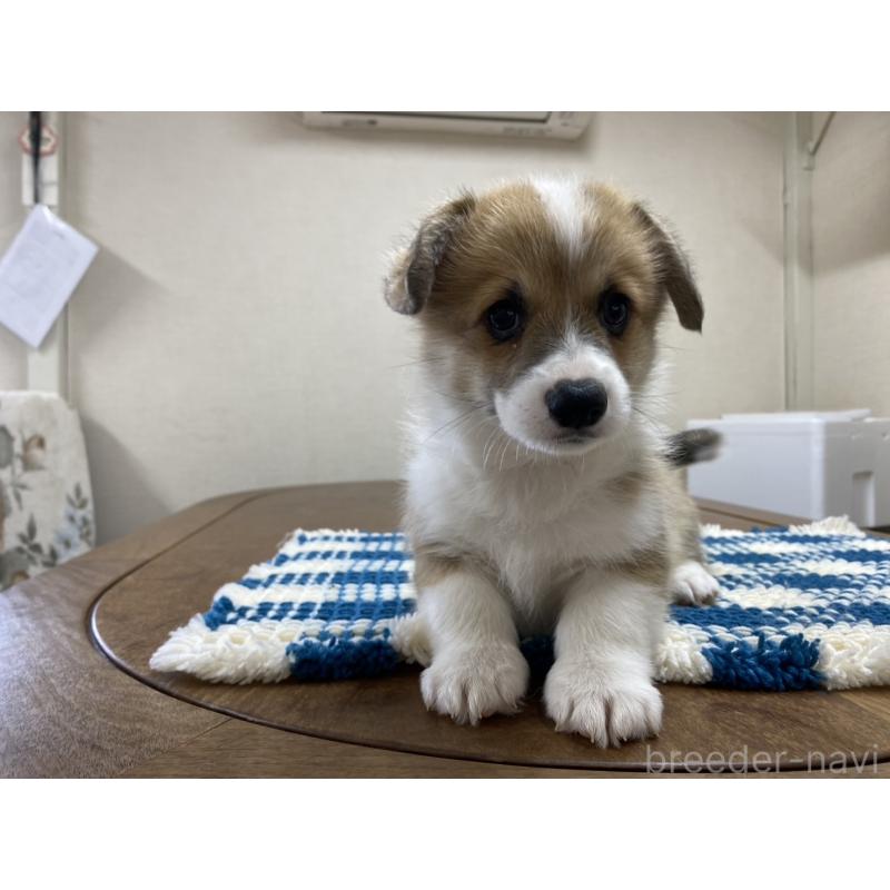 販売中の群馬県のウェルシュコーギーペンブローク-435555の4枚目