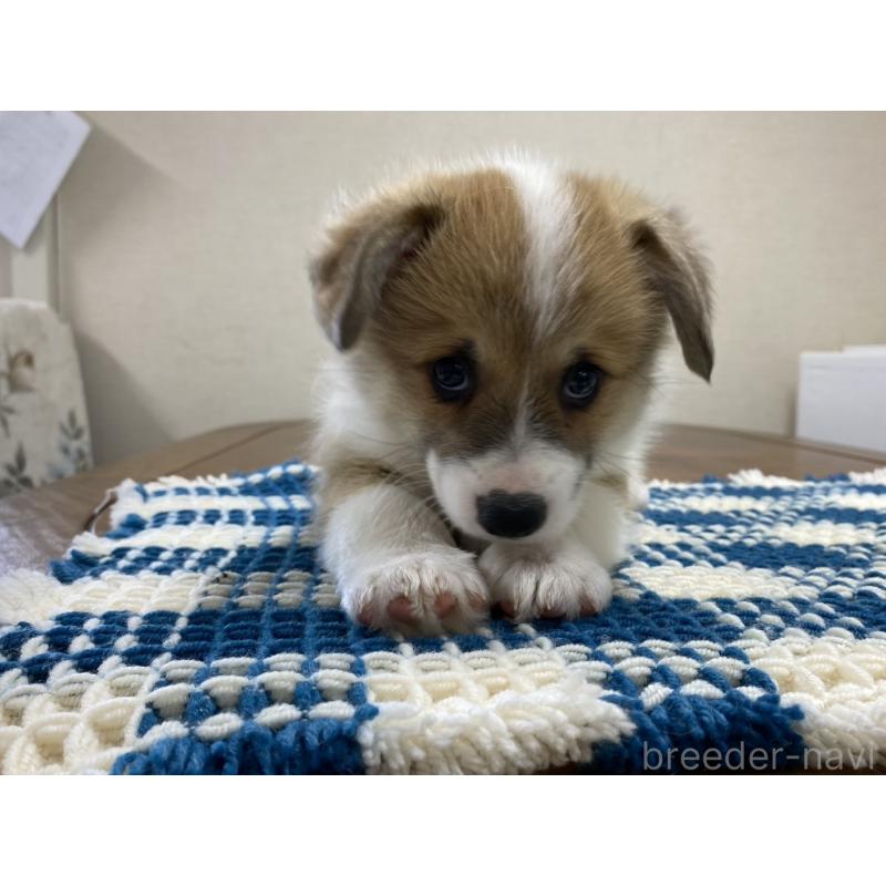 販売中の群馬県のウェルシュコーギーペンブローク-435555の2枚目