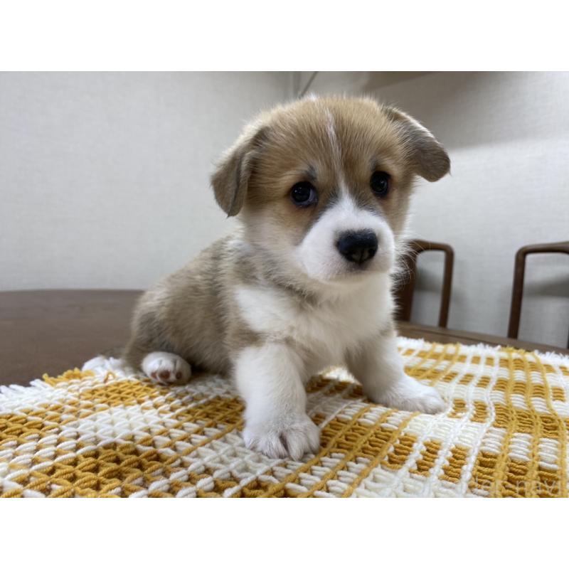 販売中の群馬県のウェルシュコーギーペンブローク-435556の4枚目