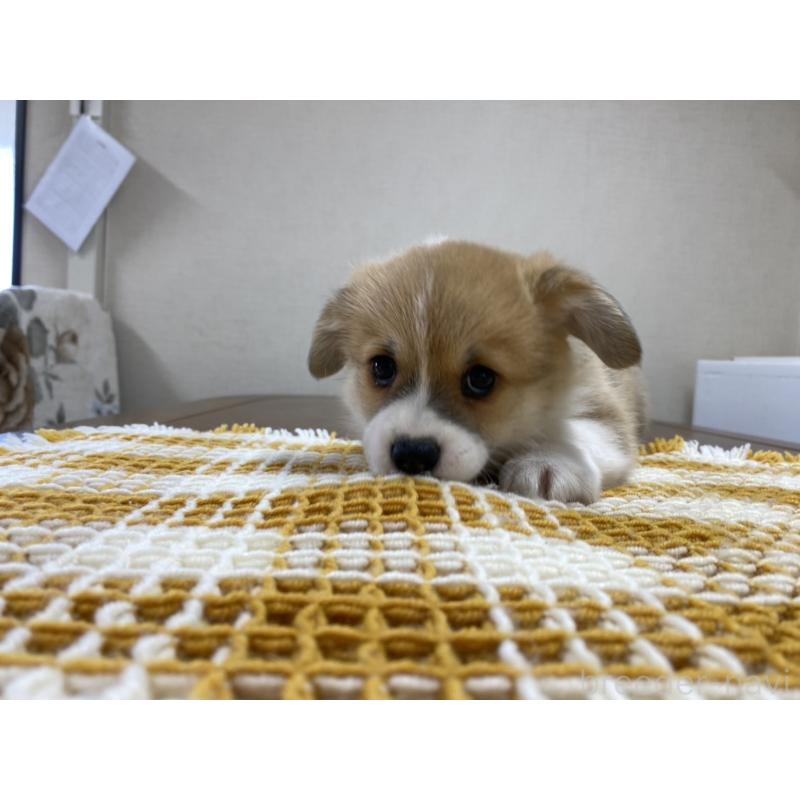 販売中の群馬県のウェルシュコーギーペンブローク-435556の3枚目