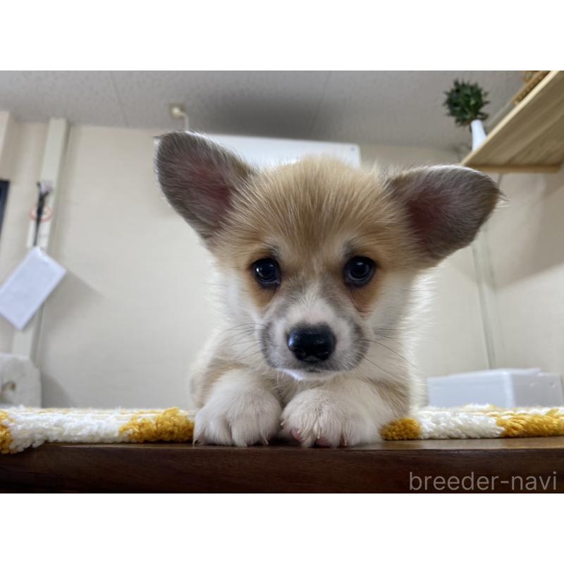 販売中の群馬県のウェルシュコーギーペンブローク-435557の3枚目