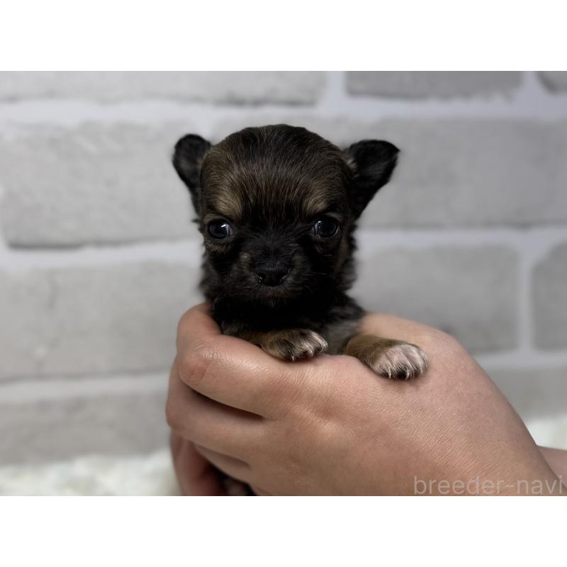 販売中の熊本県のチワワ(ロングコート)-431662