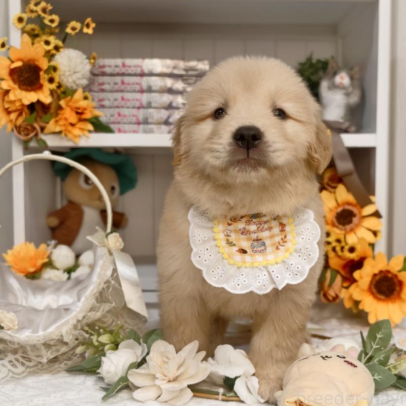 販売中の埼玉県のゴールデンレトリーバー-435560の6枚目