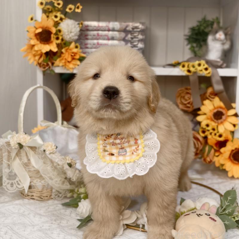 販売中の埼玉県のゴールデンレトリーバー-435560の5枚目