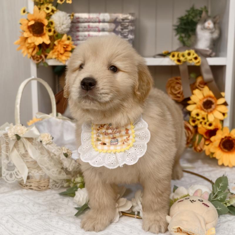 販売中の埼玉県のゴールデンレトリーバー-435560の4枚目