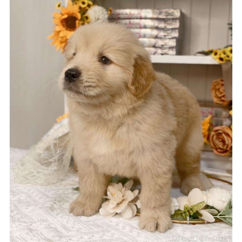 販売中の埼玉県のゴールデンレトリーバー-435560の3枚目