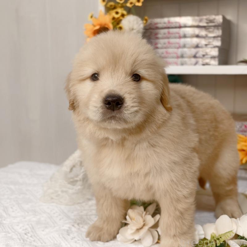 販売中の埼玉県のゴールデンレトリーバー-435560の2枚目