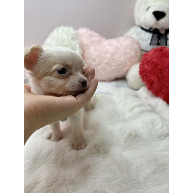 成約済の福岡県のチワワ(ロングコート)-433671の5枚目