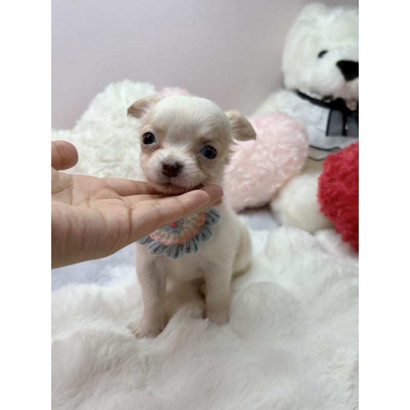 成約済の福岡県のチワワ(ロングコート)-433671の4枚目