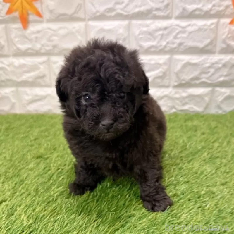 販売中の愛知県のトイプードル-434255