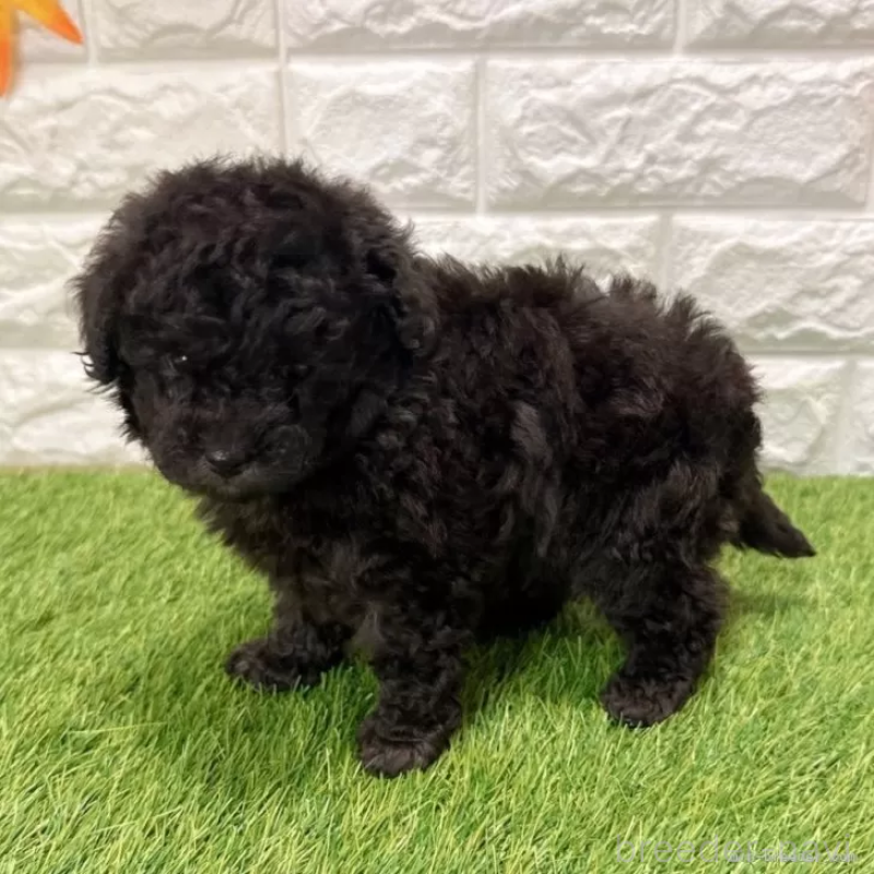 販売中の愛知県のトイプードル-434252の5枚目