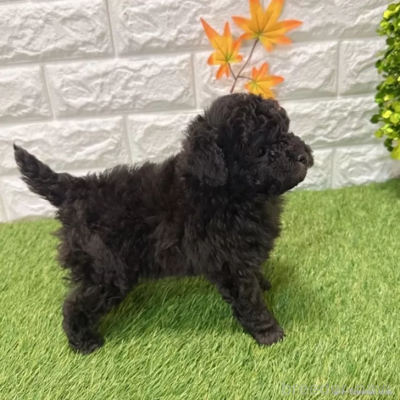 販売中の愛知県のトイプードル-434252の4枚目