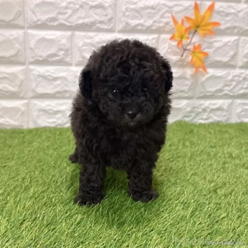 販売中の愛知県のトイプードル-434252の3枚目