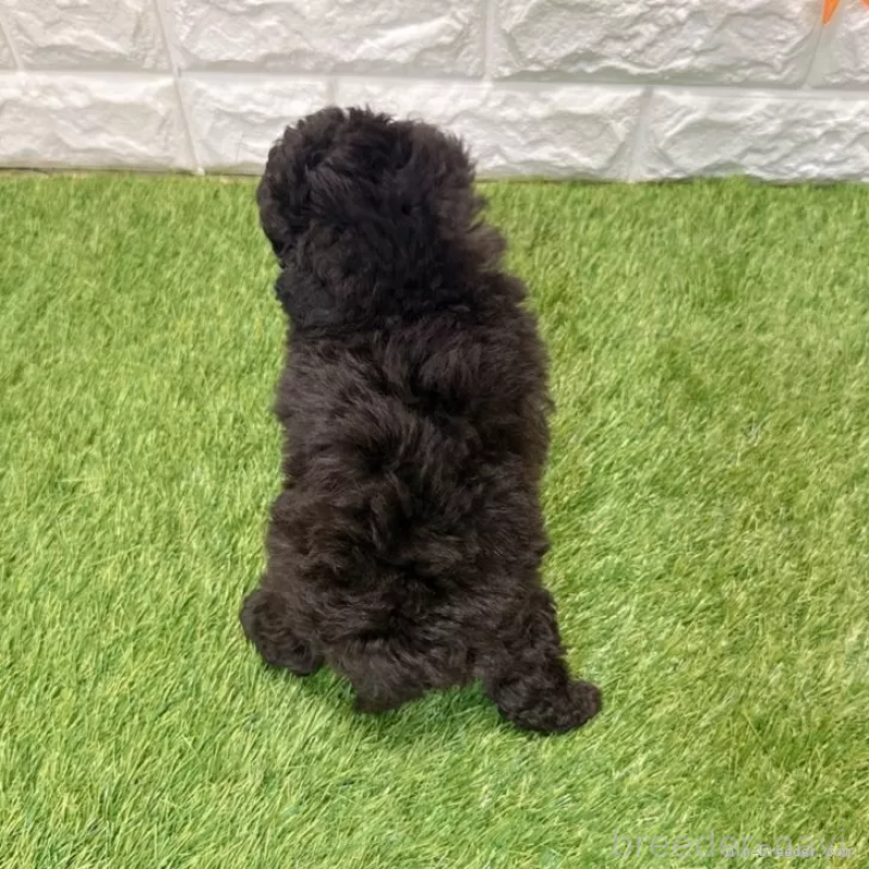 販売中の愛知県のトイプードル-434252の2枚目