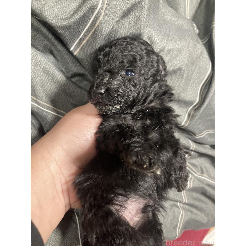 販売中の埼玉県のトイプードル-431638の4枚目