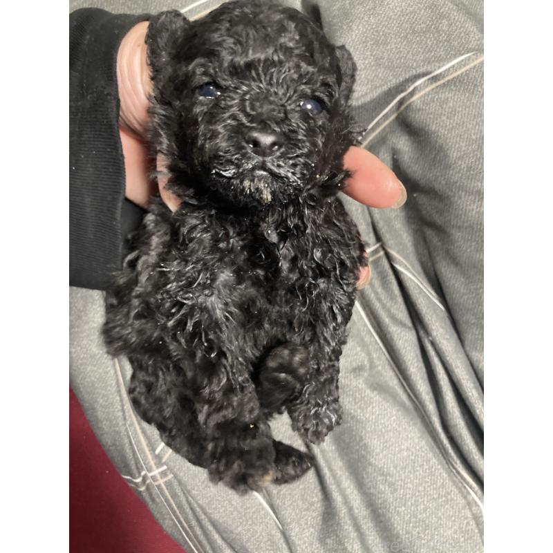 販売中の埼玉県のトイプードル-431641の4枚目