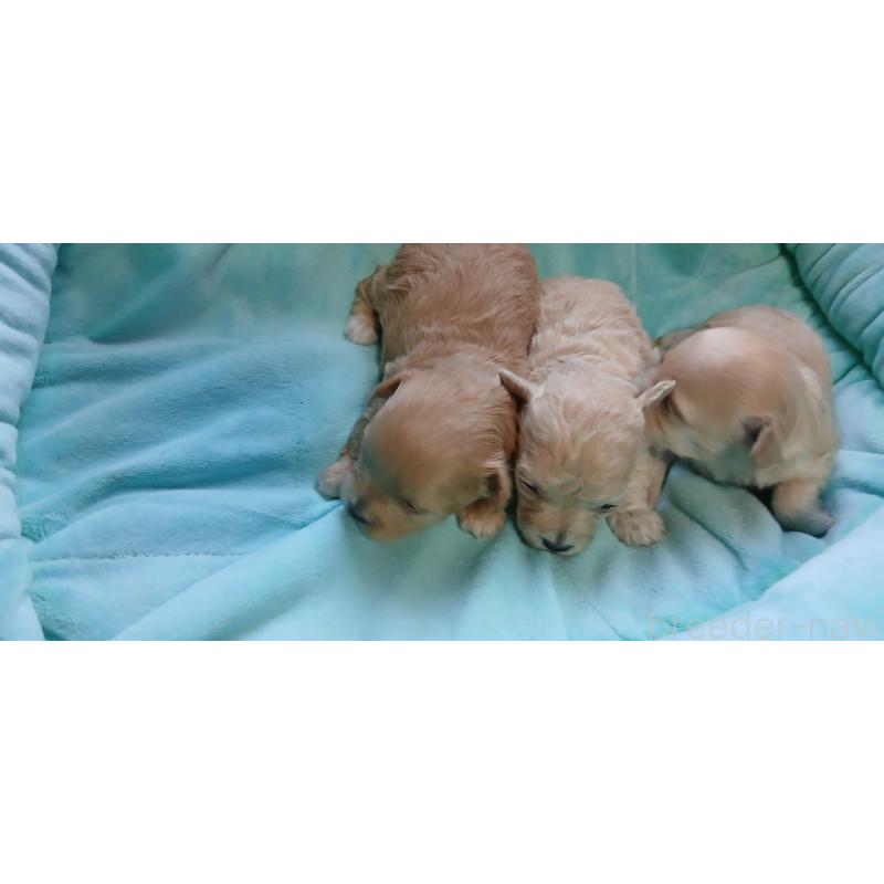 販売中の千葉県のミックス犬-435569の2枚目