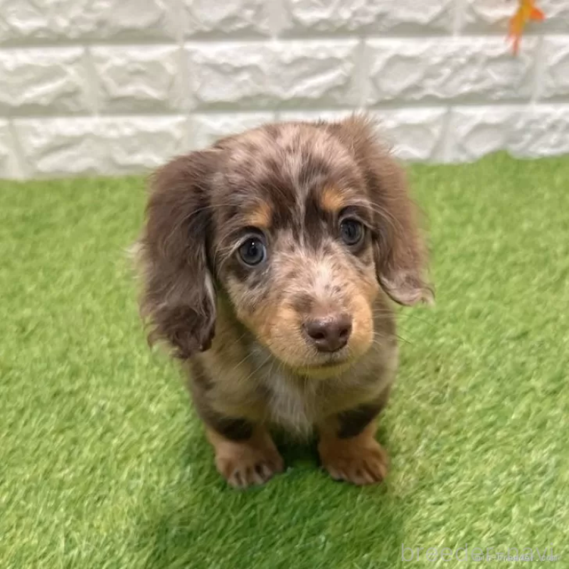 販売中の愛知県のミニチュアダックスフンド(ロングヘアード)-427718