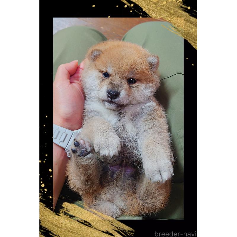 販売中の栃木県の柴犬-435570の3枚目