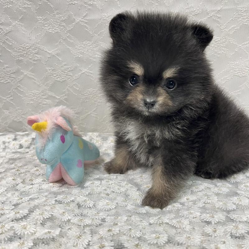 販売中の岡山県のポメラニアン-435575の3枚目