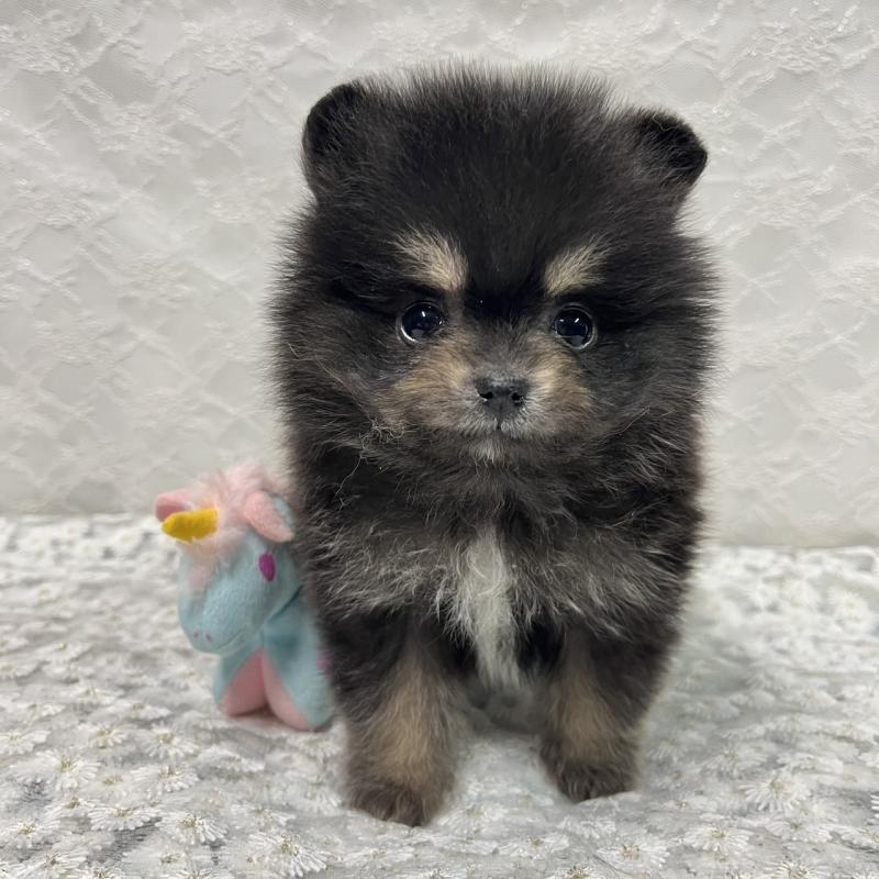 販売中の岡山県のポメラニアン-435575の2枚目