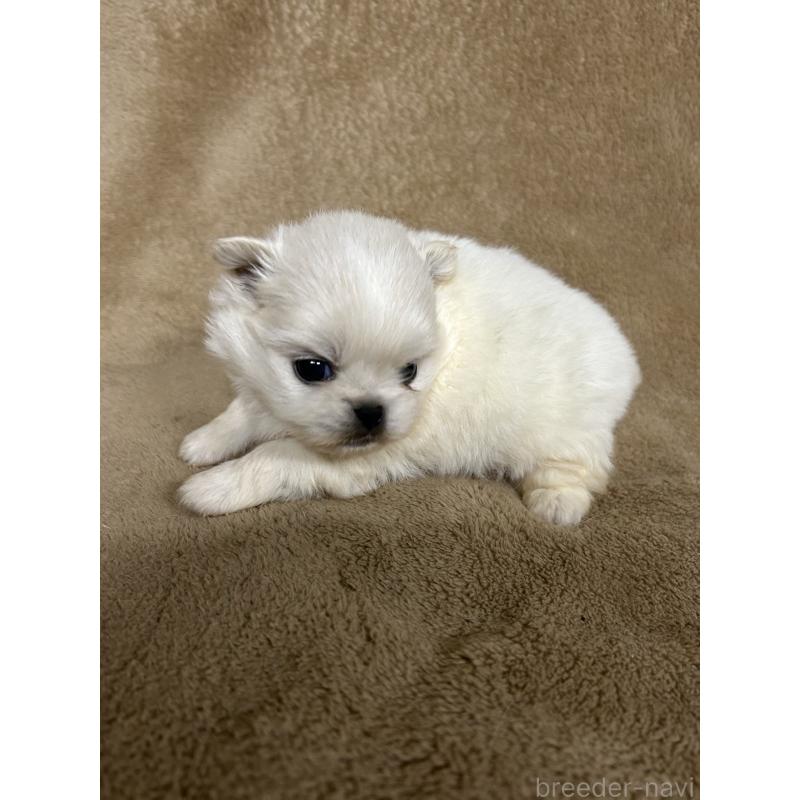 販売中の千葉県のミックス犬-435375の2枚目