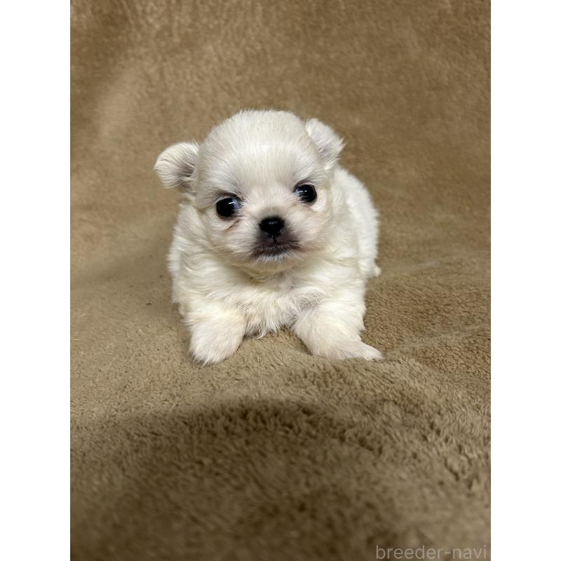 販売中の千葉県のミックス犬-435376の3枚目