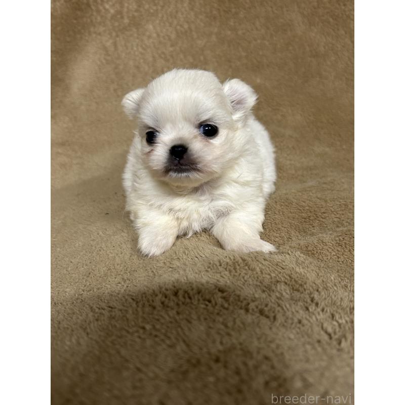 販売中の千葉県のミックス犬-435376の2枚目