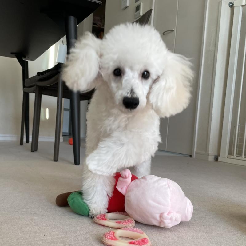 販売中の長野県のトイプードル-405717の3枚目