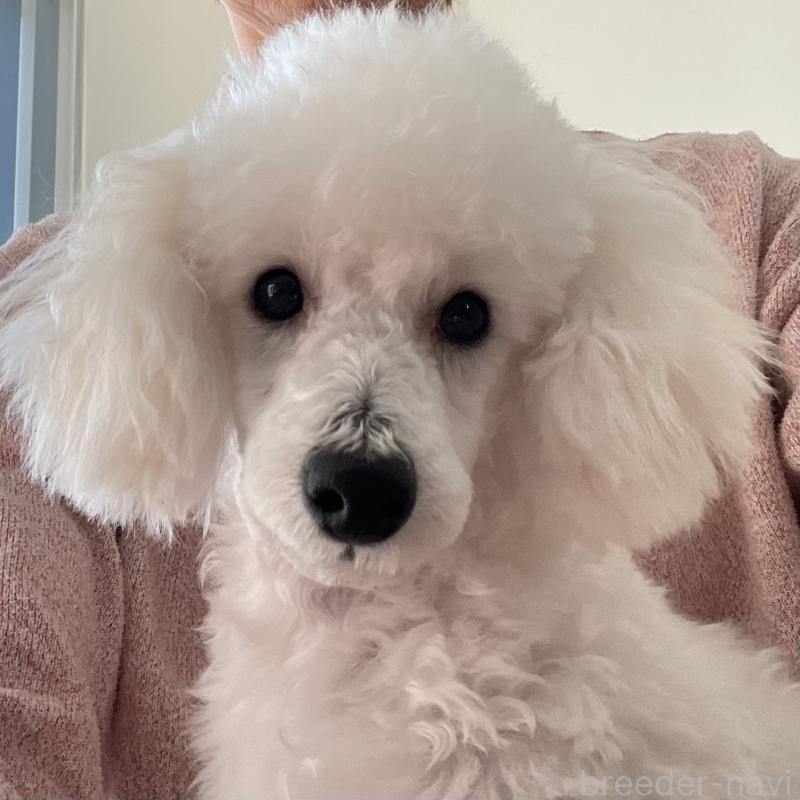 販売中の長野県のトイプードル-405717の2枚目