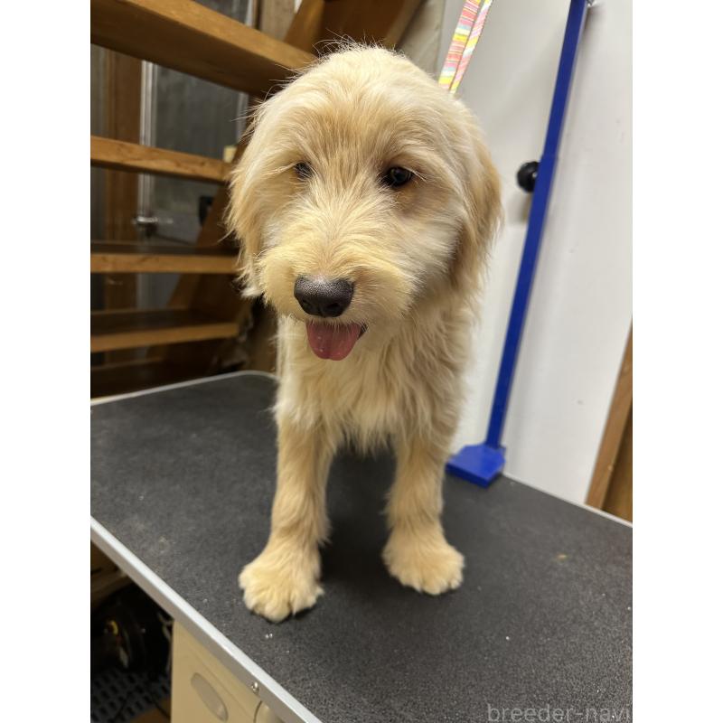 販売中の青森県のゴールデンドゥードル:ゴールデンレトリーバー×プードル-411046の4枚目