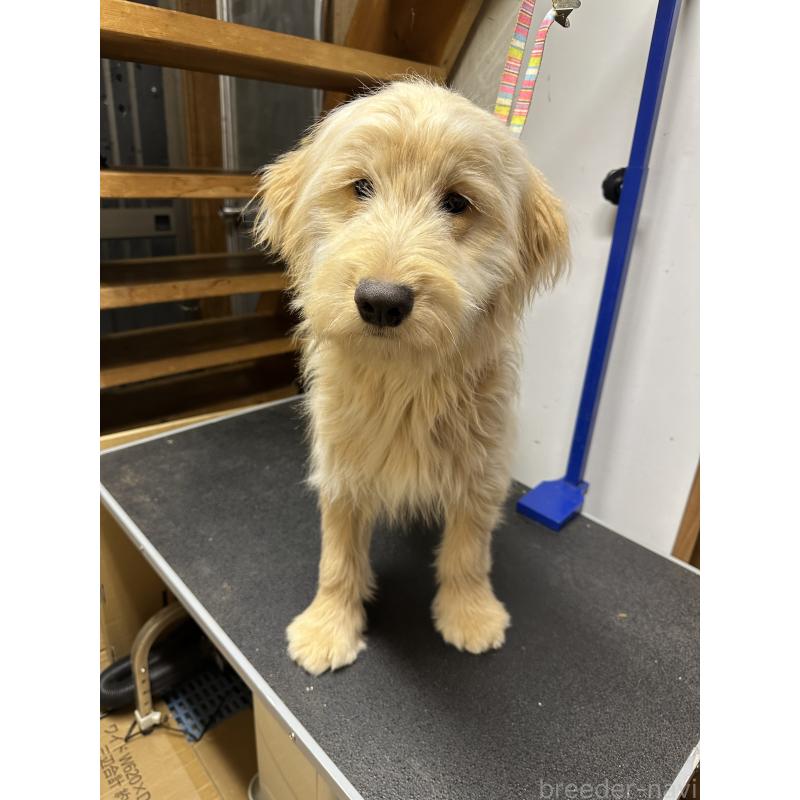 販売中の青森県のゴールデンドゥードル:ゴールデンレトリーバー×プードル-411046の3枚目