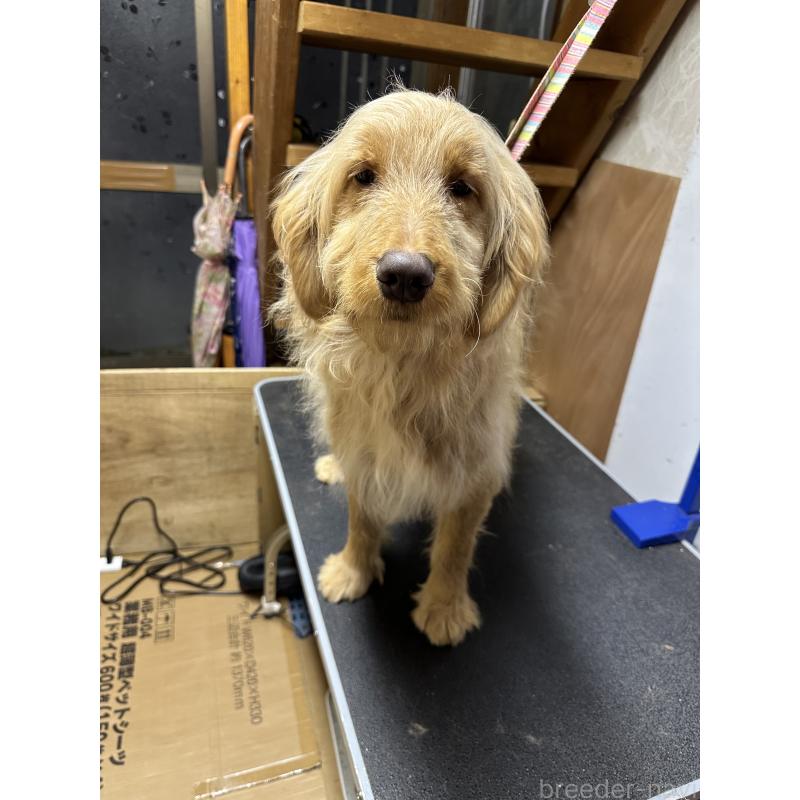 販売中の青森県のゴールデンドゥードル:ゴールデンレトリーバー×プードル-411053の5枚目