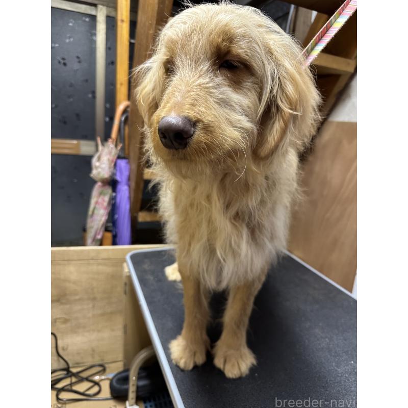 販売中の青森県のゴールデンドゥードル:ゴールデンレトリーバー×プードル-411053