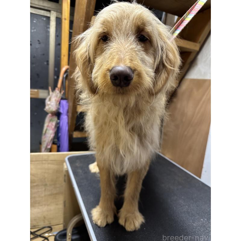 販売中の青森県のゴールデンドゥードル:ゴールデンレトリーバー×プードル-411053の4枚目