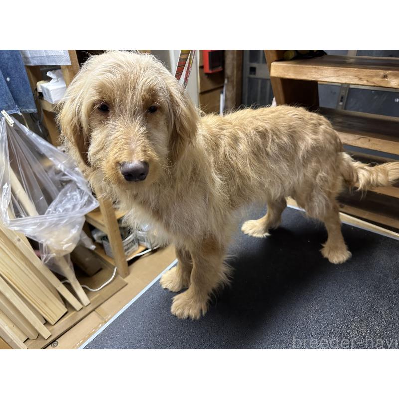 販売中の青森県のゴールデンドゥードル:ゴールデンレトリーバー×プードル-411053の3枚目