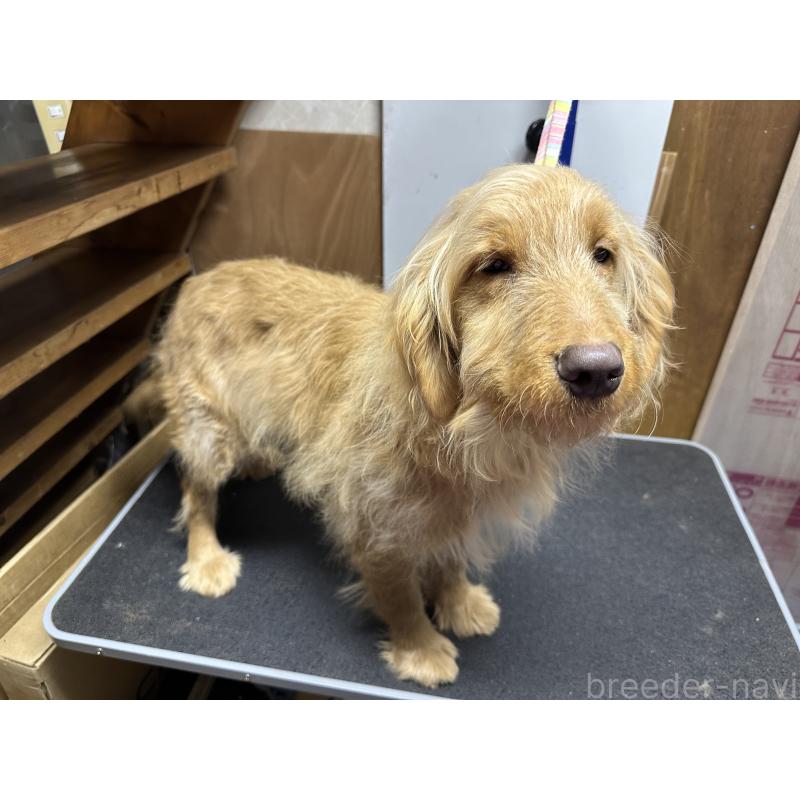 販売中の青森県のゴールデンドゥードル:ゴールデンレトリーバー×プードル-411053の2枚目