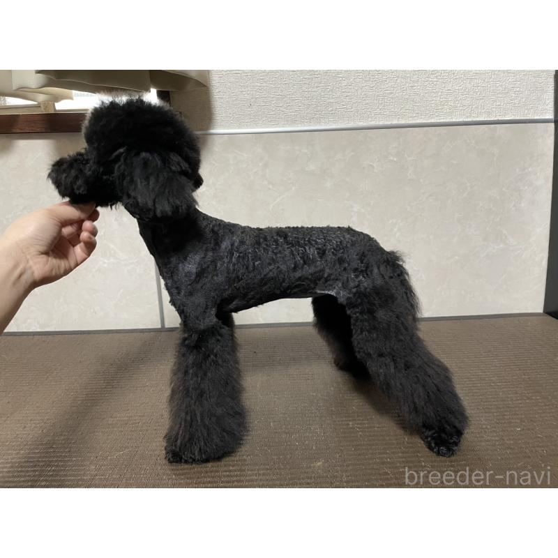 販売中の東京都のトイプードル-435377の4枚目