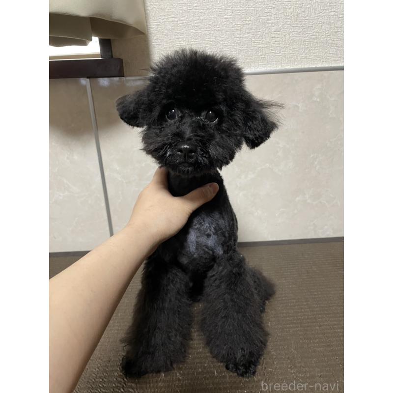 販売中の東京都のトイプードル-435377の3枚目