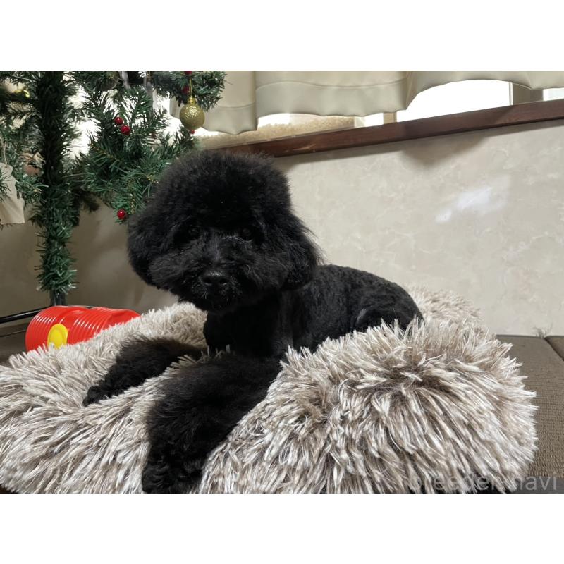 販売中の東京都のトイプードル-435377の2枚目